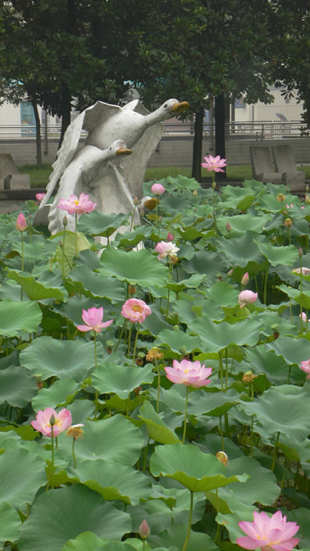 天鹅湖